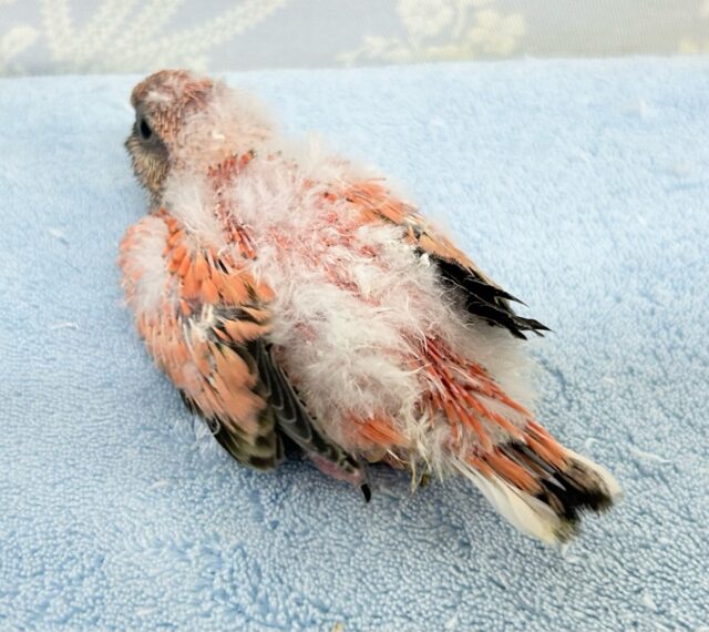 アキクサインコ（秋草インコ）