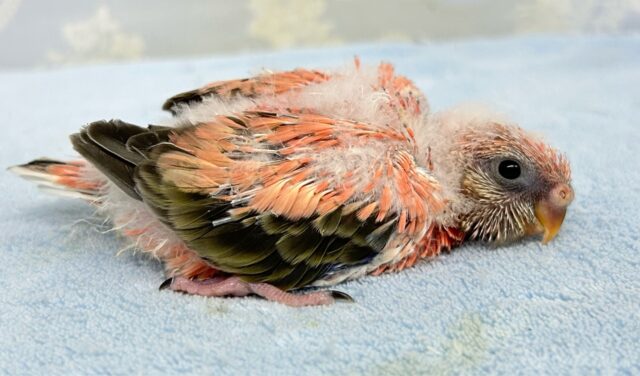 アキクサインコ（秋草インコ）