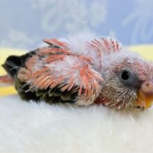 大人気💕アキクサインコ (ローズ) 2024年5月生まれ