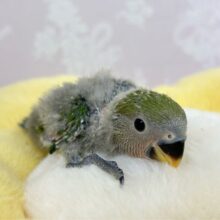 おっとりさん💚コザクラインコ(ノーマル) 2024年5月生まれ