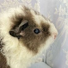 くるくる毛並みなぬいぐるみたん🖤⟡.·テディモルモット(2024年4月生まれ)