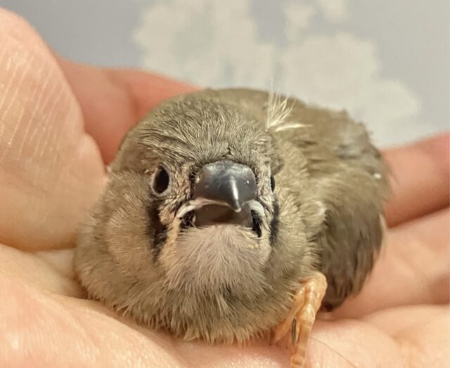 錦花鳥（キンカチョウ）