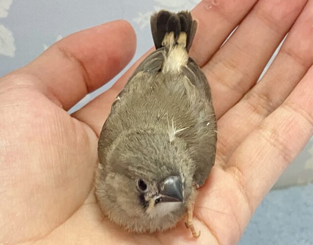 錦花鳥（キンカチョウ）