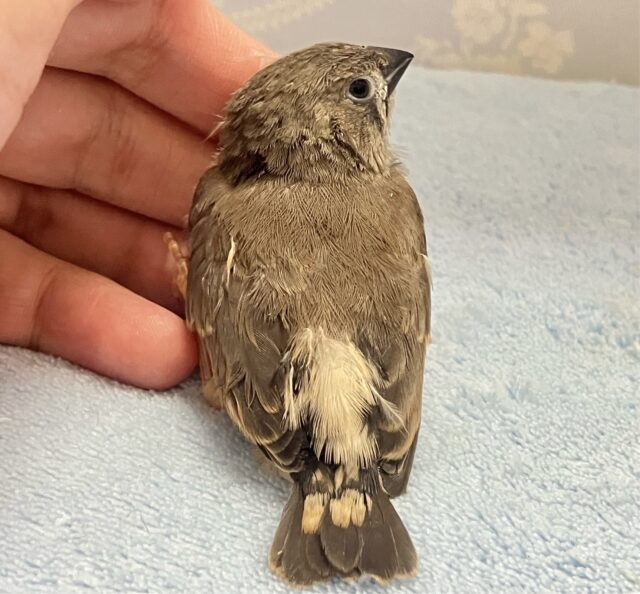 錦花鳥（キンカチョウ）