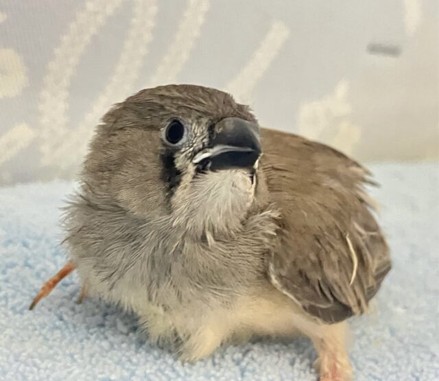 錦花鳥（キンカチョウ）