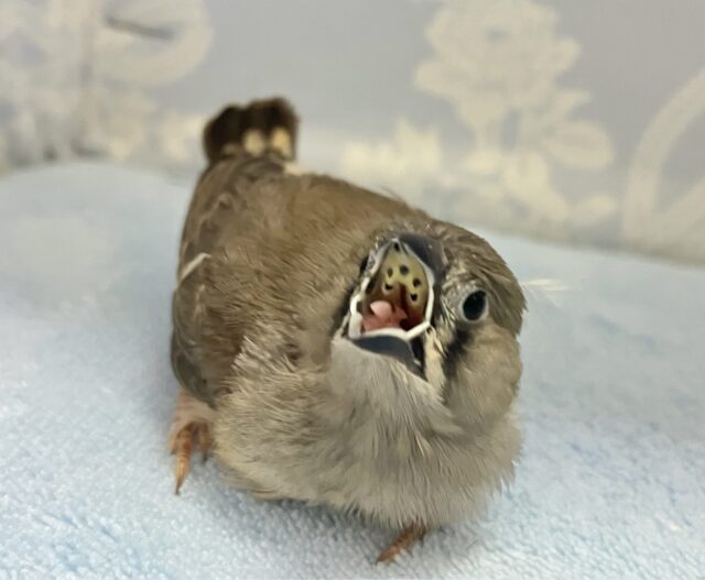 錦花鳥（キンカチョウ）