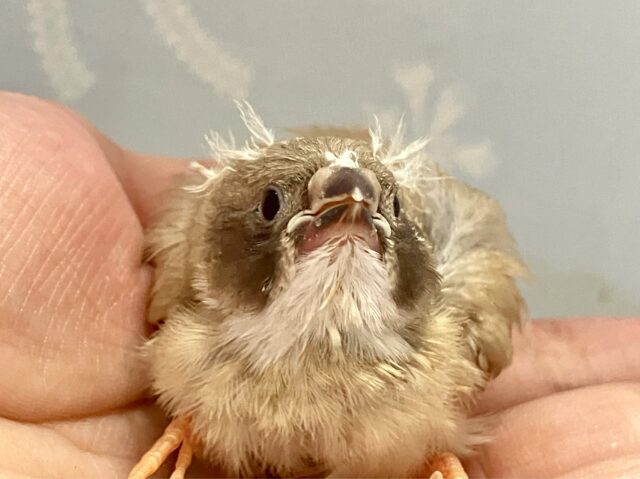 モフモフ白ネックたまらなくかわいい🥳🫶錦花鳥(シナモン2024年5月生まれ)