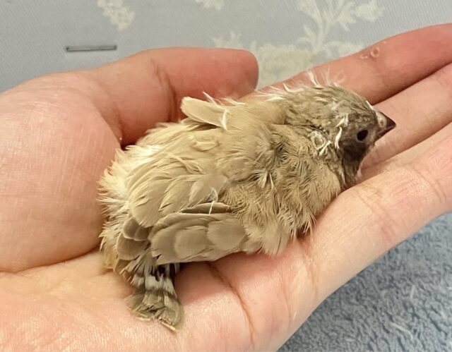 錦花鳥（キンカチョウ）