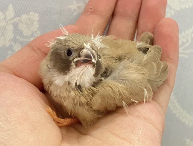 錦花鳥（キンカチョウ）