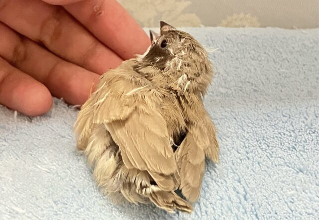 錦花鳥（キンカチョウ）