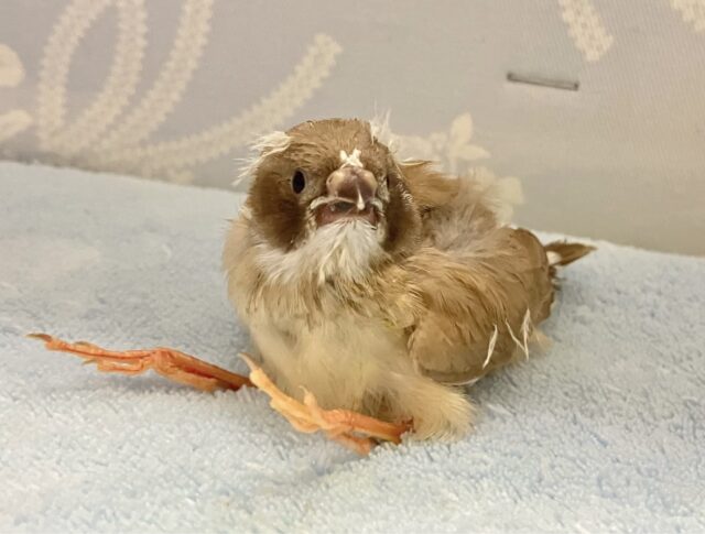 錦花鳥（キンカチョウ）