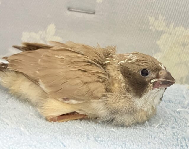 錦花鳥（キンカチョウ）