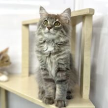 6/28最新📷キリッとイケメン🩶サイベリアン（ブルータビー）2024年3月4日生まれ　男の子