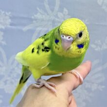 ふわっふわブイの字発見だー？！✌️꒰ঌ໒꒱🖤⋆͛*͛セキセイインコ(パイド2024年3月生まれ)