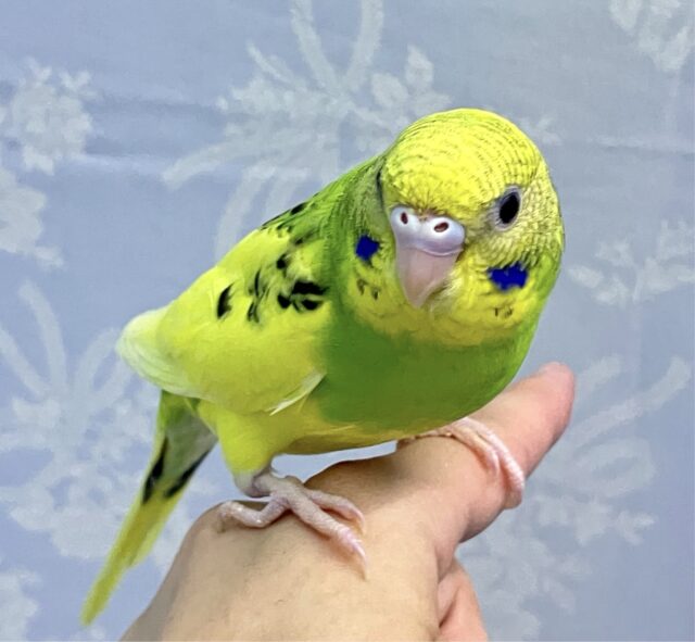 ふわっふわブイの字発見だー？！✌️꒰ঌ໒꒱🖤⋆͛*͛セキセイインコ(パイド2024年3月生まれ)