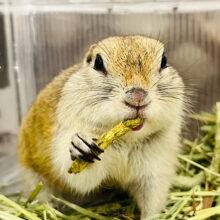 【最新画像更新🪄】好奇心旺盛◎活発ボーイ🌿リチャードソンジリス(男の子)