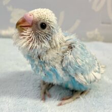 ヒラヒラ空色ドレスを着た元気っコ♪♪️🩵👗セキセイインコ(スパングル2024年5月生まれ)