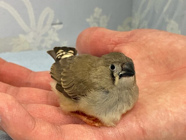 錦花鳥（キンカチョウ）