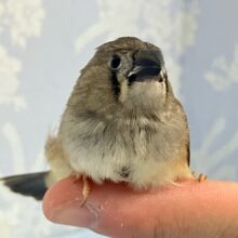 ✨️最新画像✨🧸ポチッとベージュ🥞があるんだニーニー！！( ˘ω˘ 🫶)錦花鳥(ノーマル2024年5月生まれ)