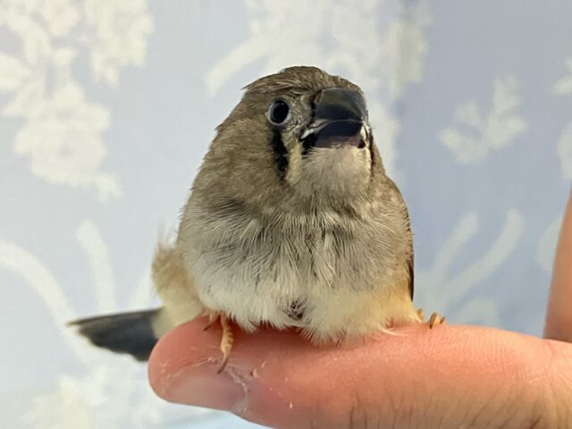 ✨️最新画像✨🧸ポチッとベージュ🥞があるんだニーニー！！( ˘ω˘ 🫶)錦花鳥(ノーマル2024年5月生まれ)