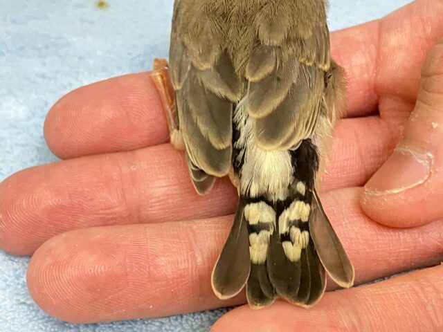 錦花鳥（キンカチョウ）