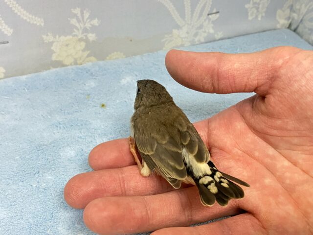 錦花鳥（キンカチョウ）