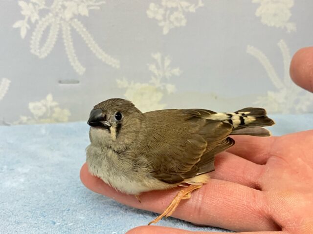 錦花鳥（キンカチョウ）