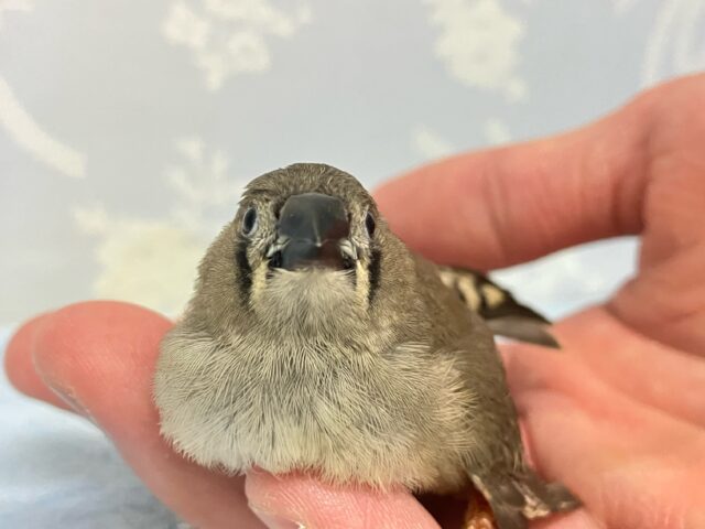 錦花鳥（キンカチョウ）