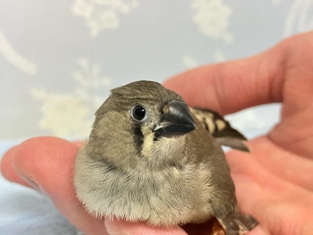 錦花鳥（キンカチョウ）