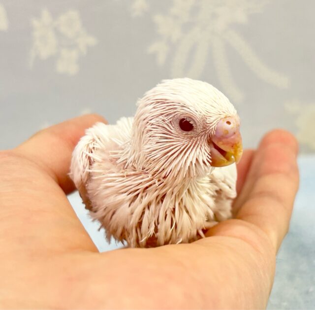 ✨最新画像✨真っ白かわいい🤍セキセイインコ(アルビノ)2024年6月生まれ セキセイインコ