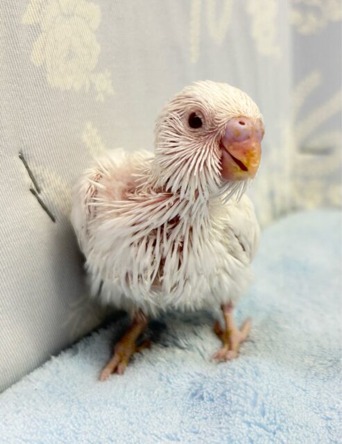 セキセイインコ