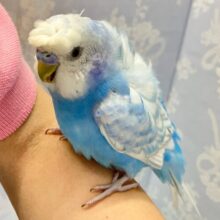 背中のふわふわマシマシちゃん🤭‪ꔛ‬️🩵セキセイインコ(ブルースパングル2023年11月生まれ)