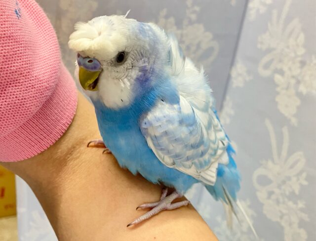 背中のふわふわマシマシちゃん🤭‪ꔛ‬️🩵セキセイインコ(ブルースパングル2023年11月生まれ)