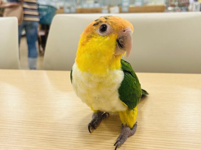 シロハラインコ