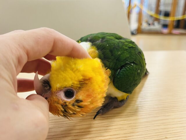 シロハラインコ