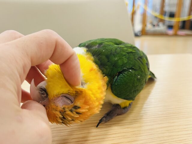 シロハラインコ