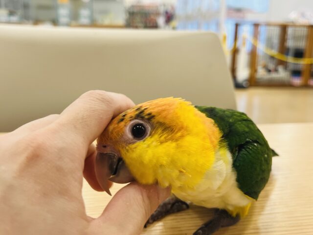 シロハラインコ