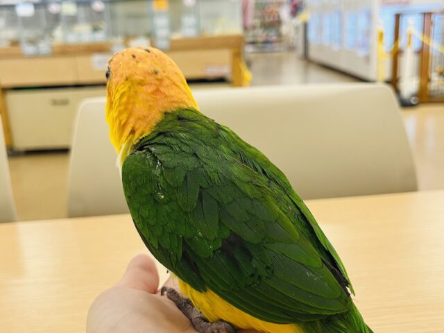 シロハラインコ