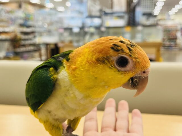 シロハラインコ