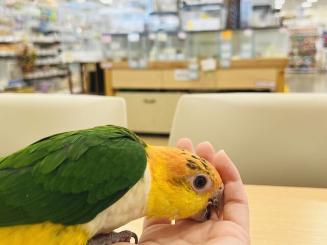 シロハラインコ