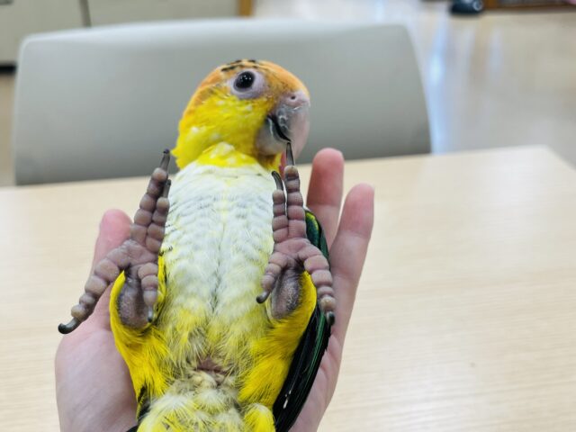 シロハラインコ