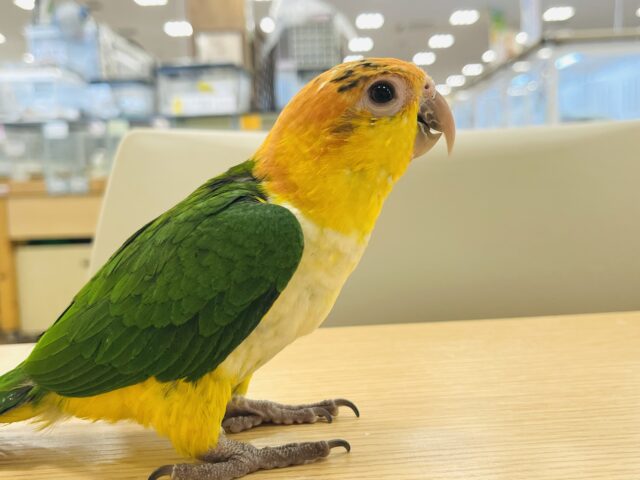 シロハラインコ