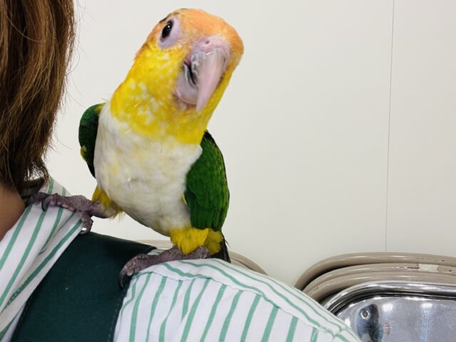 シロハラインコ