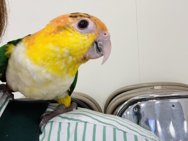 シロハラインコ