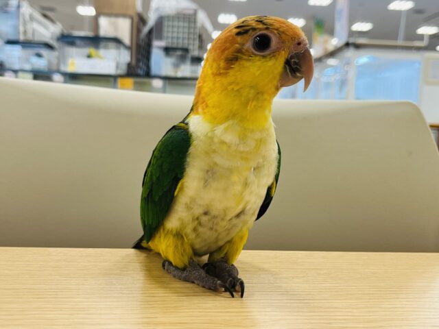 シロハラインコ