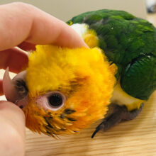 【最新画像更新🪄】超がつくほどの甘えんボーイ♡シロハラインコ 男の子