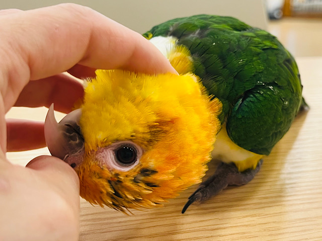 【最新画像更新🪄】超がつくほどの甘えんボーイ♡シロハラインコ 男の子