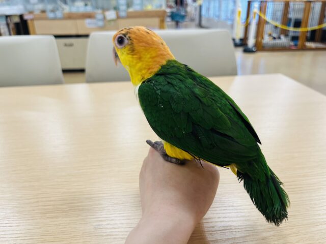 シロハラインコ