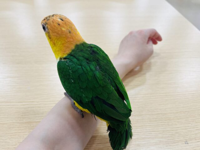 シロハラインコ