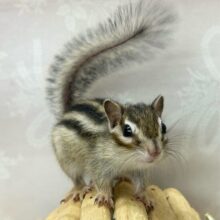 残り1匹‼️ササッと走るぞ🍃シマリス(ノーマル) 女の子 2024年2月生まれ